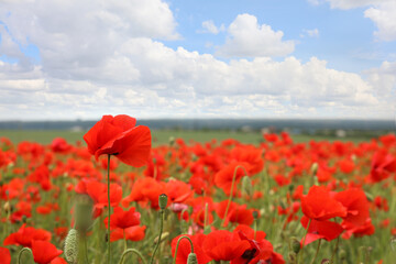 Beautiful red poppy flowers growing in field