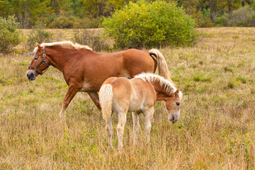 Fototapeta na wymiar Stallion and colt together in a grassy pasture in early fall.
