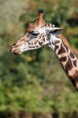 portrait of a giraffe 