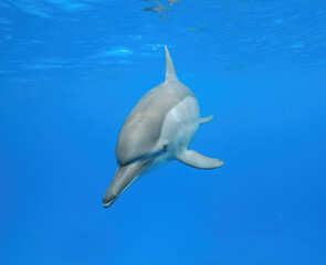 dolphin floats in the sea, underwater world of the Red Sea