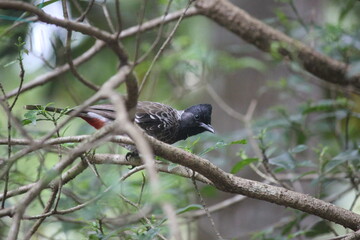blackbird on a branch
