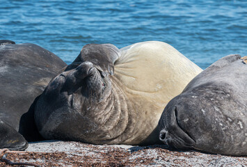 Resting Elephant Seals, Falkland Islands