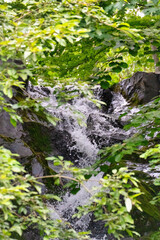 林の奥の奥入瀬