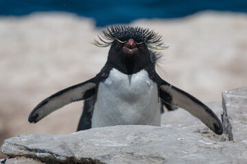 Rockhopper Penguins, Falkland Islands