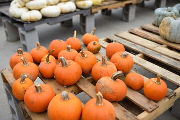 Fresh healthy bio orange pumpkins on farmer agricultural market at autumn.