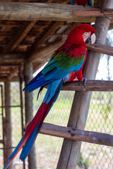 close up of a red macaw