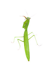 Green mantis isolated on a white background