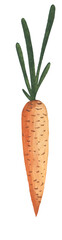 Watercolor carrot isolated on white background.