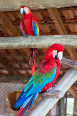 close up of a red macaw © Breno