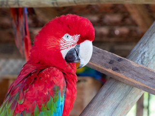 close up of a red macaw