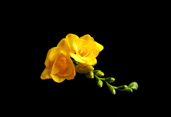 Beautiful yellow freesia flowers on black background