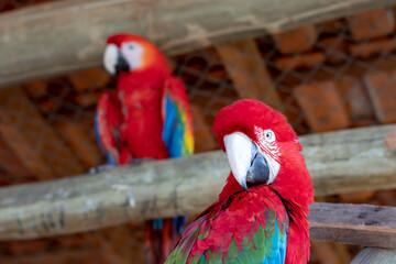 close up of a scarlet macaw