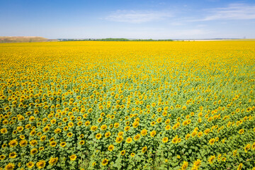 Sunflowers field on a sunny day.