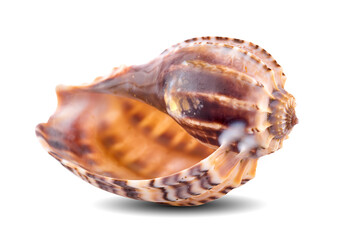 beautiful sea shell isolated on white background