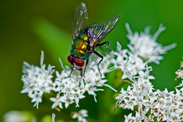 fly on small white flowers
