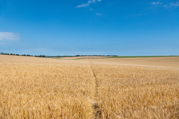Ripening Wheatfield with a footpath running through the middle.