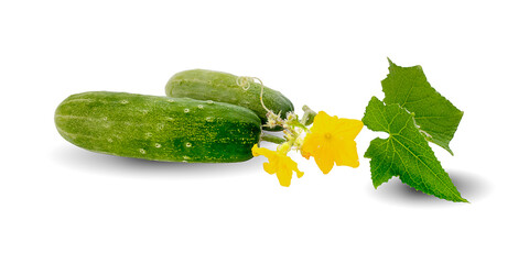 Cucumbers isolated and leaf on white background