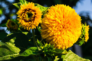 decorative yellow sunflowers background