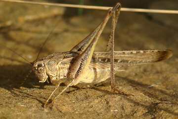 Grey Bush-cricket (Platycleis albopunctata)