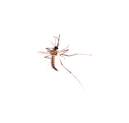 Mosquito isolated on white background