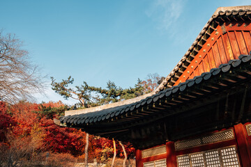 Fototapeta na wymiar Changgyeonggung Palace with autumn maple in Seoul, Korea