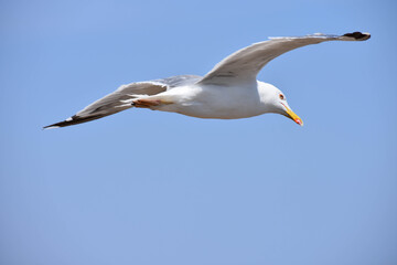 Closeup of a seagull flying