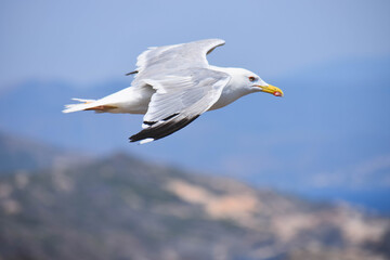 Closeup of a seagull flying with mountains as background