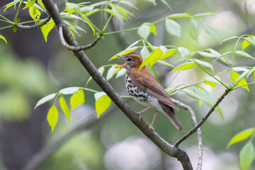 Bird in forest