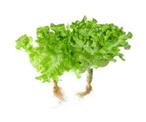 Salad leaf. Lettuce isolated on white background
