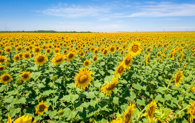 Fototapeta na wymiar Sunflowers in a sunflower field. Natural background