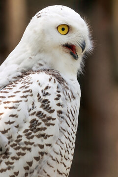 portrait of a white owl 