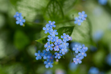 Obraz premium Flowers in garden