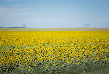 Sunflowers field on a sunny day. Rostov region, Russia
