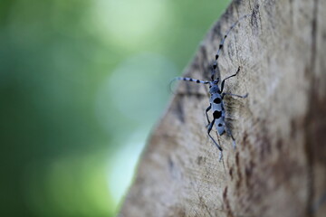  Rosalia longicorn (Rosalia alpina) or Alpine longhorn beetle