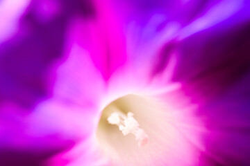 Fototapeta premium close up pink flower background on sunny day 