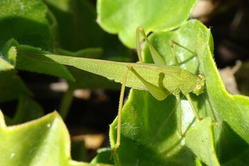Fototapeta premium Sickle-bearing Bush-cricket (Phaneroptera falcata), female