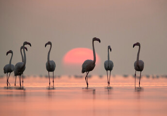 Greater Flamingos  during sunrise at Asker coast, Bahrain