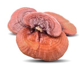 Lingzhi Mushroom Ganoderma Lucidum Isolated on white background