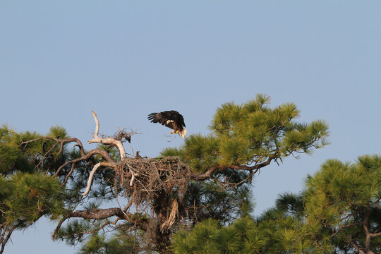 Bald Eagle With Eaglet