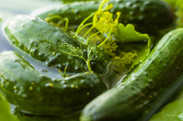 Fresh organic cucumbers and dill in water prepared for pickling, close up