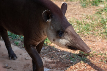 close up on a maned tapir