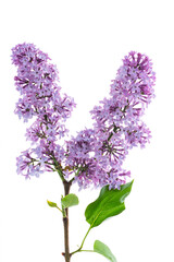 Fototapeta na wymiar bouquet of beautiful spring flowers of lilac on white background