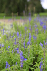 Obraz premium field of lavender