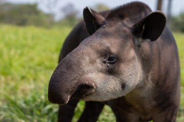 portrait of a south american tapir