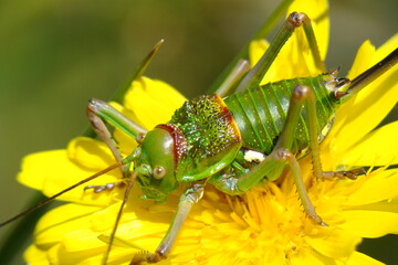 Katydid (Neocallicrania serrata subsp. pfaui), female