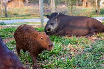 tapir with a capybara