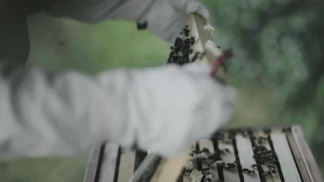 Bee hive