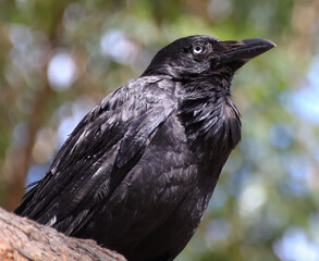 Black crow sitting on a tree in a Sydney Suburban back yard