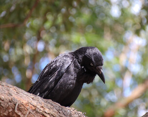 Black crow sitting on a tree in a Sydney Suburban back yard