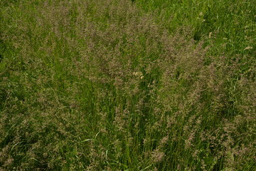 Dactylis glomerata, also known as cock's foot, orchard grass, or cat grass